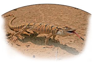 Silopi Ejderhas - Varanus griseus